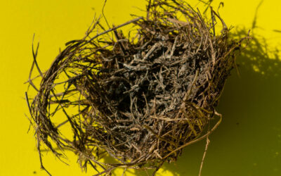 Empty-Nest-Syndrom
